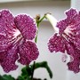 Streptocarpus