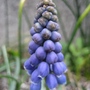 Muscari armeniacum (Grape hyacinth)