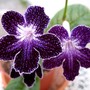 Streptocarpus