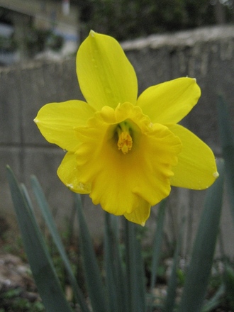 Narcissus