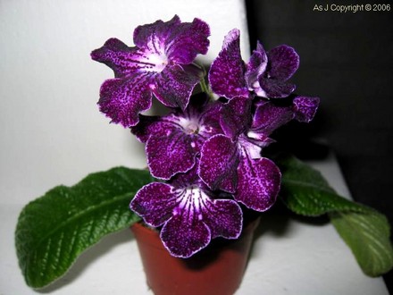 Streptocarpus Bristol´s Tractor Beam (Streptocarpus)
