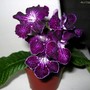 Streptocarpus
