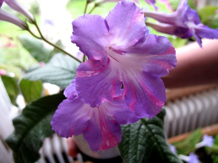 Streptocarpus Bristol´s Party Boy (Streptocarpus)