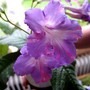 Streptocarpus