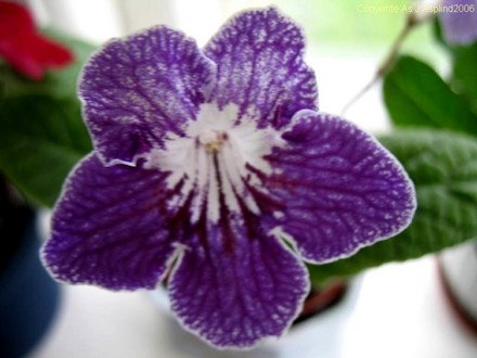 Streptocarpus Frankens BorderLine (Streptocarpus)