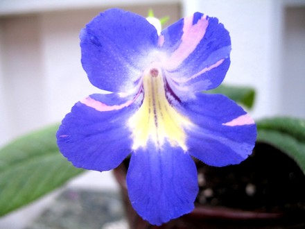 Streptocarpus Bristol´s Party Girl (Streptocarpus)