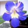 Streptocarpus