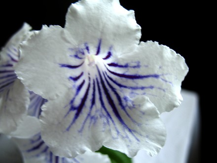 Streptocarpus Guidelines (Streptocarpus)