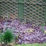 Changes to edge of the woodland bed