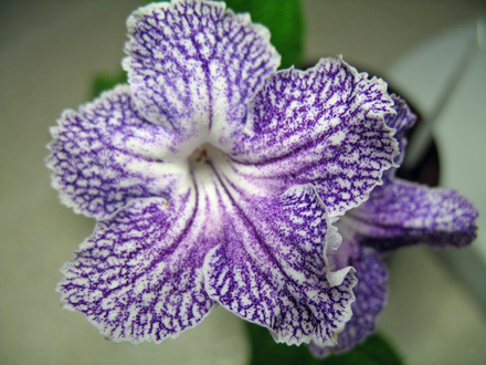 Streptocarpus Calico Print (Streptocarpus)