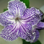 Streptocarpus