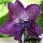 Streptocarpus Hototogisu (Streptocarpus)