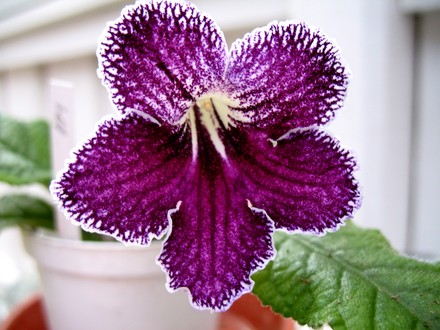 Streptocarpus Jason (Streptocarpus)