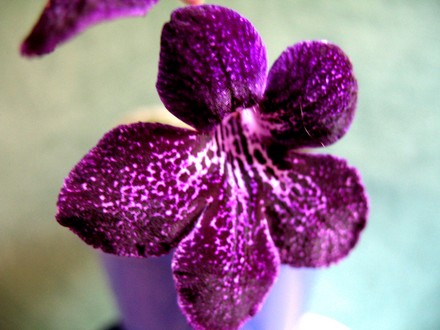 Streptocarpus Bristol´s Leopard Skin (Streptocarpus)