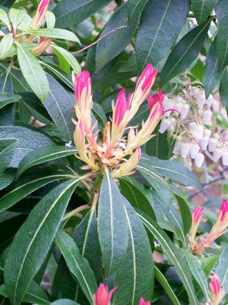 23_3_1.jpg (Pieris japonica (Lily of the valley bush))