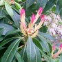 Pieris japonica (Lily of the valley bush)
