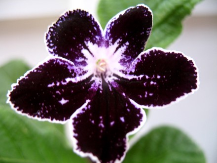 Streptocarpus Museum of Art (Streptocarpus)
