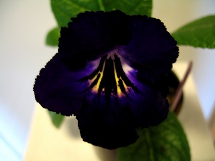 Streptocarpus Michael (Streptocarpus)