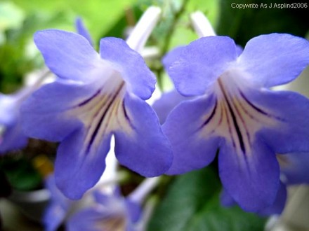 Streptocarpus Niels Broadway (Streptocarpus)