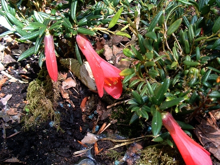 Phylesia megellanica