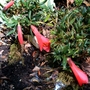 Phylesia megellanica
