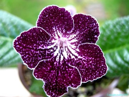 Streptocarpus Purple Peppar (Streptocarpus)