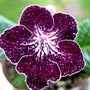 Purplepep