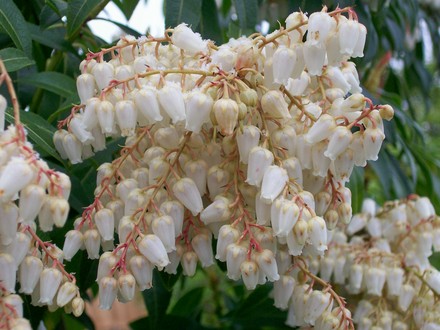 23_3_3.jpg (Pieris japonica (Lily of the valley bush))