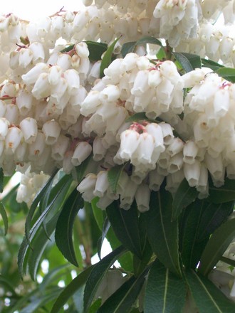 23_3_4.jpg (Pieris japonica (Lily of the valley bush))