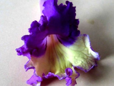 Streptocarpus Silvia (Streptocarpus)