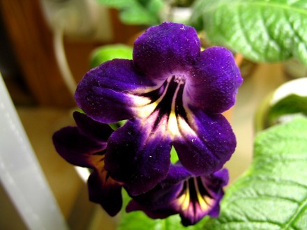 Streptocarpus Spiritual Corridor (Streptocarpus)