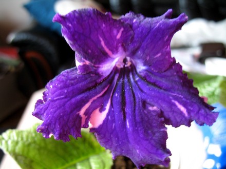 Streptocarpus Jules (Streptocarpus)