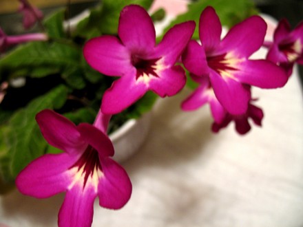 Streptocarpus Happy Snappy (Streptocarpus)