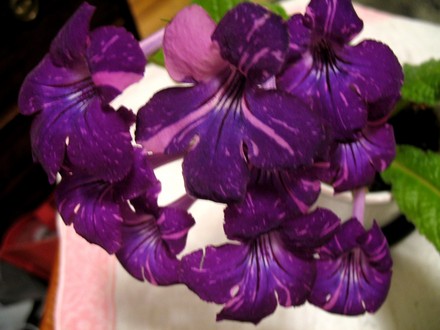 Streptocarpus Fancy Pants (Streptocarpus)