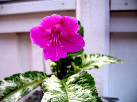 Streptocarpus Iced Ice Baby (Streptocarpus)