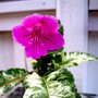 Streptocarpus Iced Ice Baby (Streptocarpus)