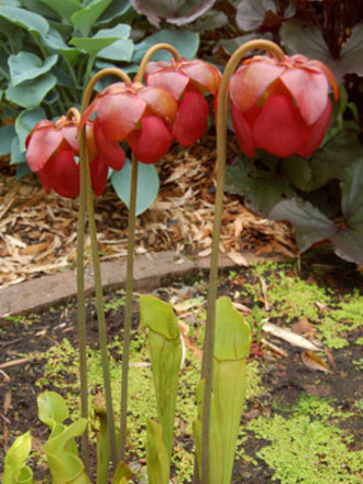 Carniverous plants have a lot to offer (Sarracenia x catesbaei)