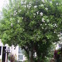 Old Apple Tree