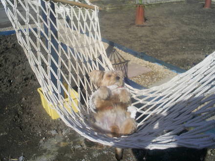 lucky rests in his hammock 