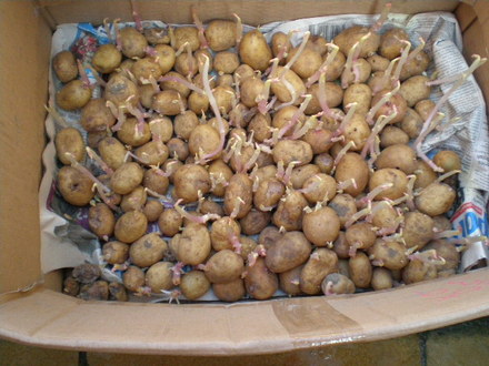 POTATOES SPROUTING