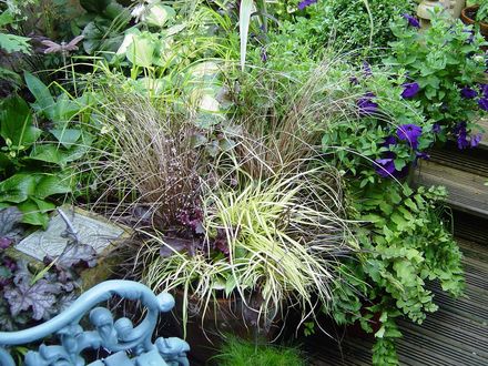 Mixed planting in a pot