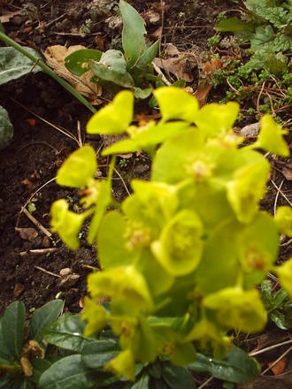 euphorbia_1_019.jpg