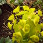 Euphorbia_1_019