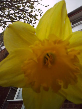 daffodil_1_022.jpg