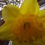 Daffodil_1_022