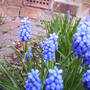 Spring_2008_hyacinth_1_016