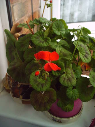 geraniums_over_winter_1_013.jpg