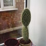 House_plant_1_005