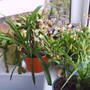 House_plant_1_014