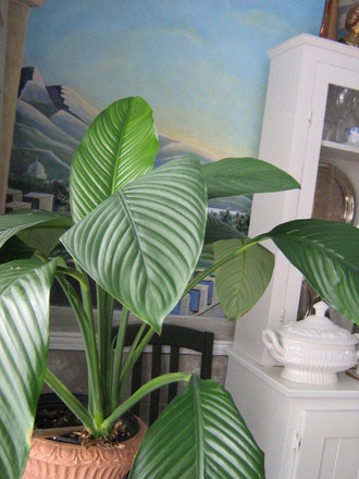 Spathiphyllum
